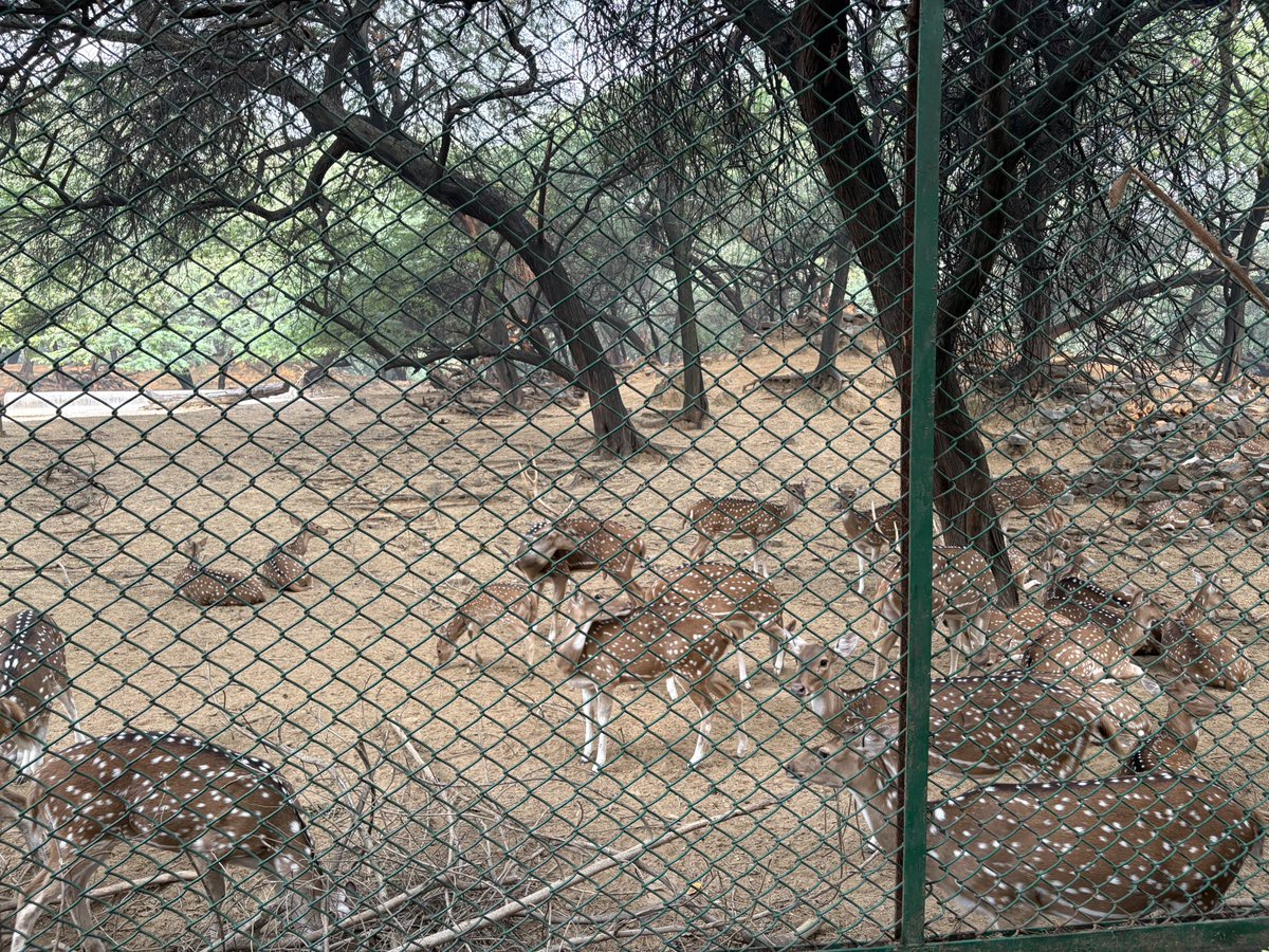 ResetwNatureeee's tweet photo. I met deer and bats. So many of my friends accompany me on my nature walk🤪 https://t.co/ZFKqhR8s0w