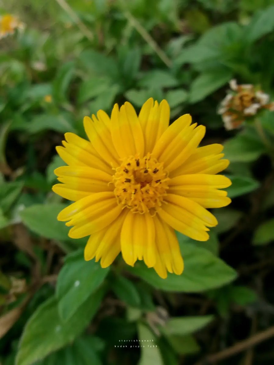 KODAKPIXPRO's tweet photo. Nature is full of little moments worth a closer look 🌺🍃🌼
.
.
.
.
📸 Photos: IG @starvishnunath
✨ Shot with KODAK PIXPRO FZ55
#KODAKPIXPRO #Photography #DigitalCamera #PointAndShoot https://t.co/uS7tVJ5jUR