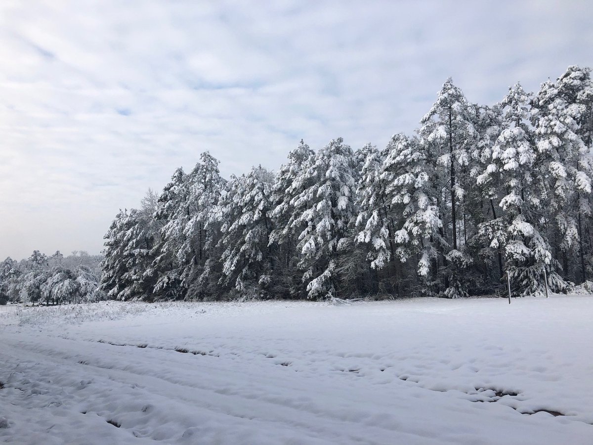 TXForestService's tweet photo. 🌲 New research found weather was the leading cause of tree mortality across 43 East Texas counties from 2006-2024, while disease has become a growing factor. Researchers estimated $2.64 billion in losses tied to tree mortality. https://t.co/N88bwuXOkY https://t.co/TnnZF2GEQT