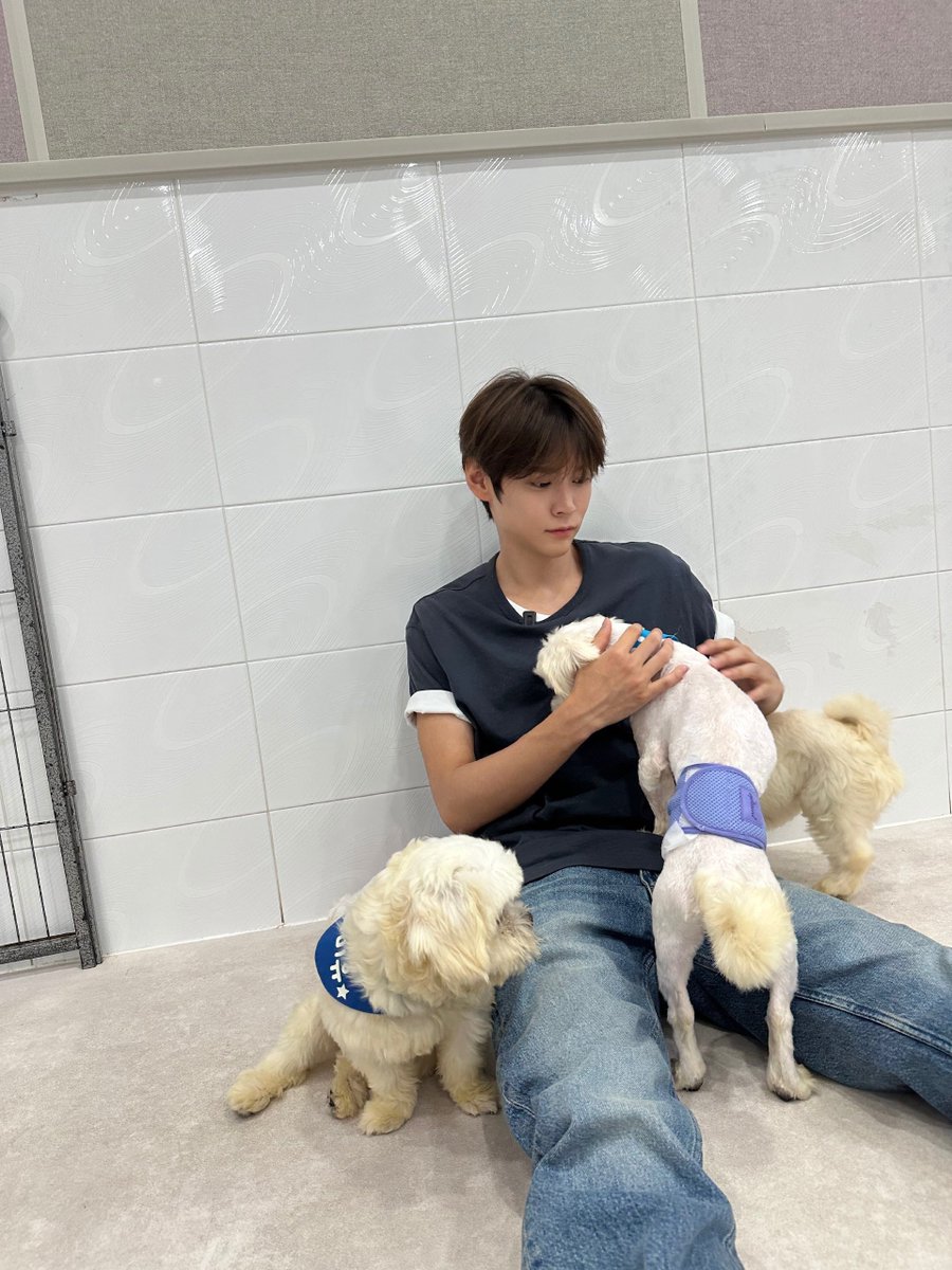 seunszeok's tweet photo. Had the most wonderful time visiting these little furball, flash those adorable puppy eyes completely cured all my stress. They are undeniably the cutest creatures on the planet and honestly deserve the entire world. https://t.co/iuWbxACUvt