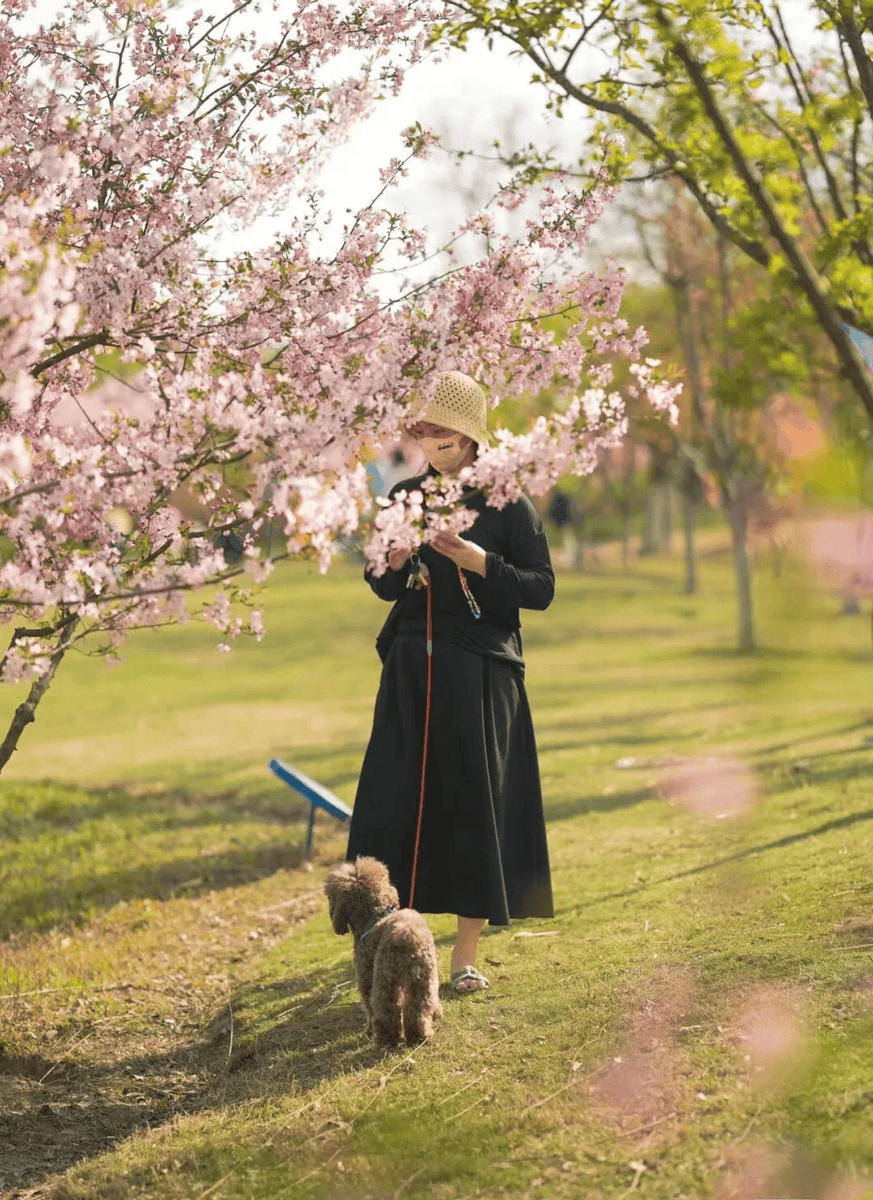 BernadChannel's tweet photo. Sunshine + cherry blossoms = perfect spring vibe  Grab your coffee and step outside—this weather’s too good to stay cooped up!， https://t.co/v2a3gmzjPV