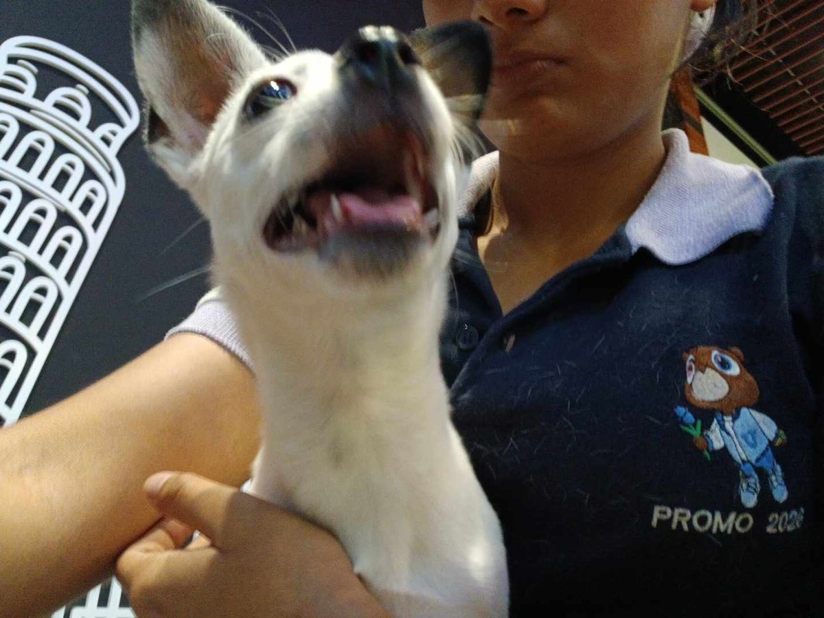 lyssitta's tweet photo. SERVICIO SOCIAL✅️
SE BUSCA A SU FAMILIA 📣‼️

este perrito fue  encontrado anoche en la calle en la Alameda juan Pablo segundo cerca de el reloj de flores, San Salvador corría en medio de todos los carros, esta en resguardo 
número de info 78959861 https://t.co/4e46O0Don2