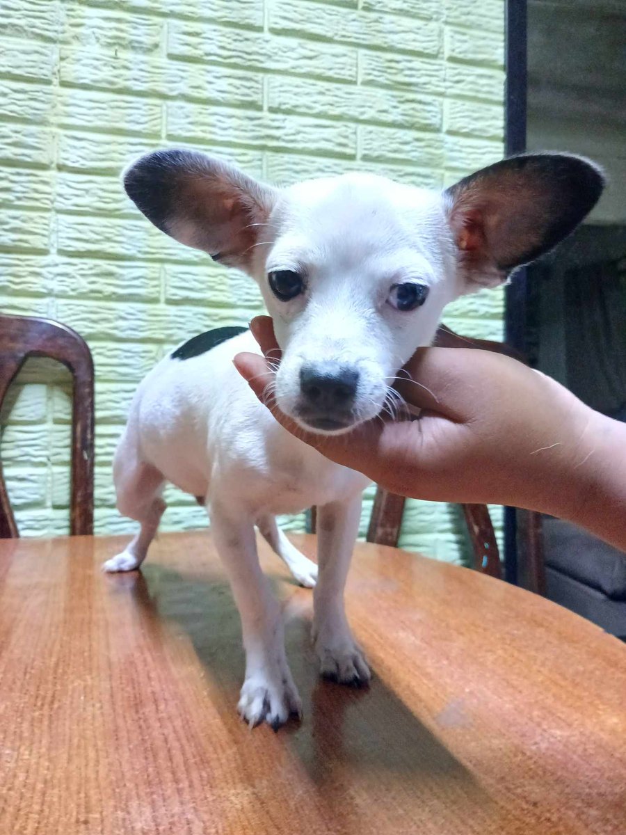 lyssitta's tweet photo. SERVICIO SOCIAL✅️
SE BUSCA A SU FAMILIA 📣‼️

este perrito fue  encontrado anoche en la calle en la Alameda juan Pablo segundo cerca de el reloj de flores, San Salvador corría en medio de todos los carros, esta en resguardo 
número de info 78959861 https://t.co/4e46O0Don2