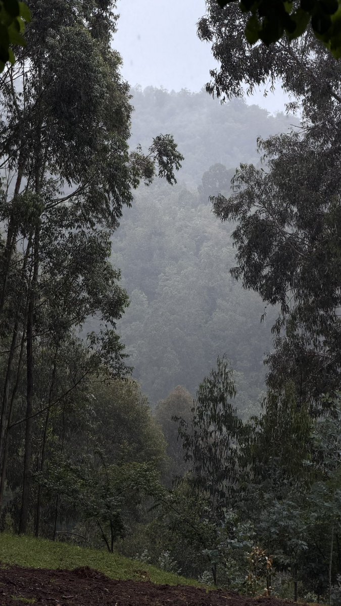 iamalexkamau's tweet photo. Today I was in the Aberdares for my cabin errands and had tea https://t.co/9UrEqBzDt8