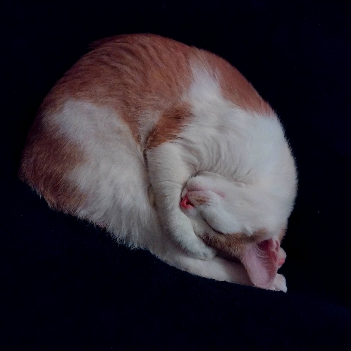 _fortyfourza's tweet photo. the internet deserves a picture of my little boy Bugs sleeping.😌 https://t.co/nKQNmxSqkq