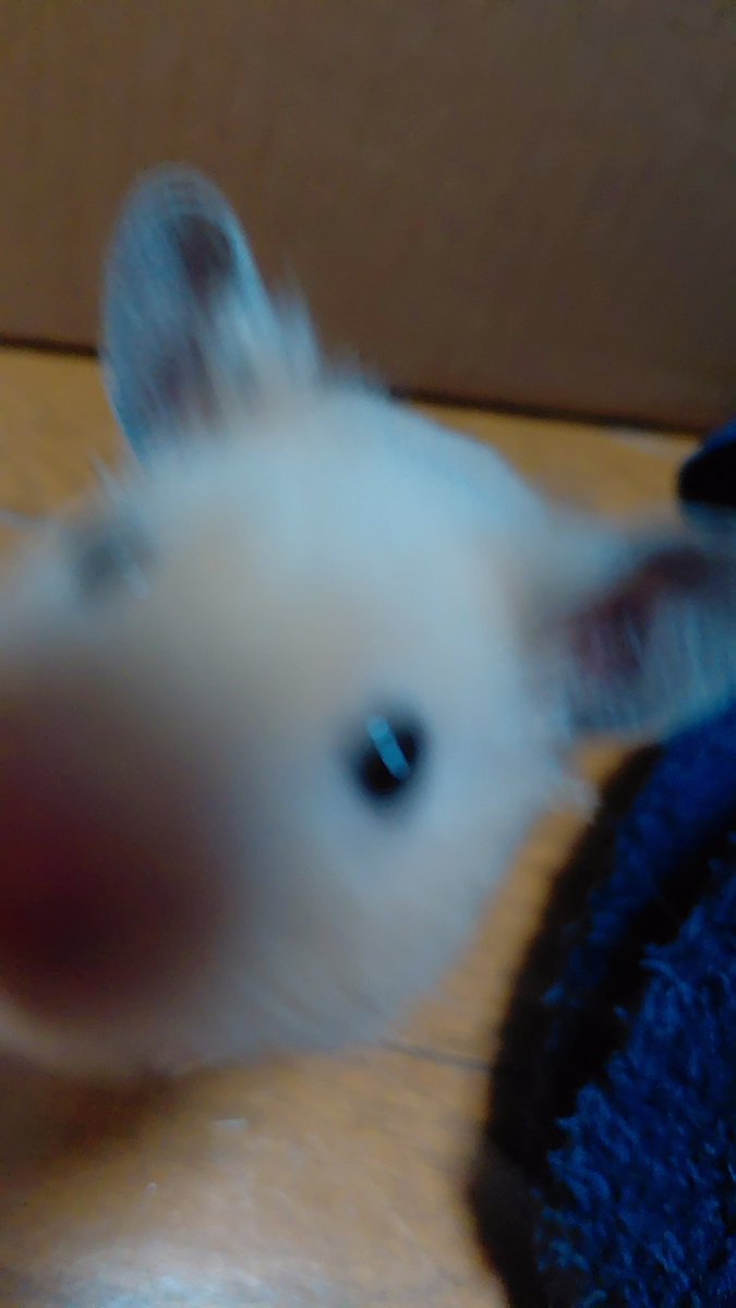 OEKAKIBBA's tweet photo. 自分がもし平安貴族だったら
パンチョの短歌を100首ぐらい詠んでる https://t.co/PLV63RGXGY