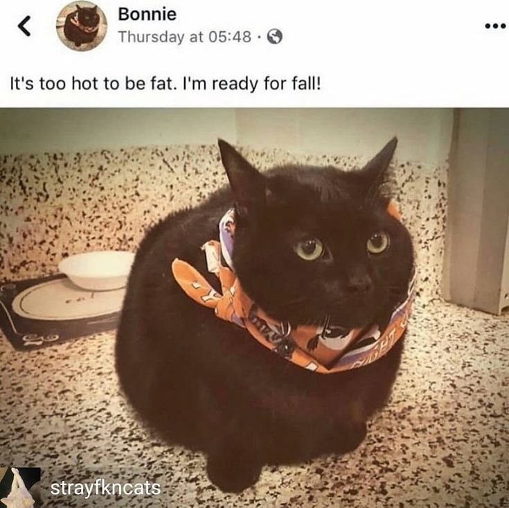 DirtMaggotEater's tweet photo. Get ready for Fat kitty autumn! https://t.co/qgzHbzcTlw