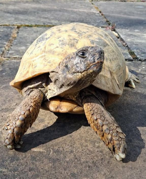 AlbertTortoise's tweet photo. Another fine day. This #ALBERTthetortoise reporting I am, however, slowing down and winding down. Lots of #roadtrip stuff to #supervise for HIM still. #Instructions being issued. Hope it's a good week. #TakeCare https://t.co/PLbYq3kw0y
#tortoise #face #garden #reptile https://t.co/20Zs9Ml4OR