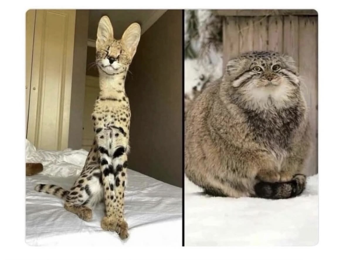 catoftoday's tweet photo. The villain's faithful pair of henchmen: https://t.co/yAOf2NkWDp