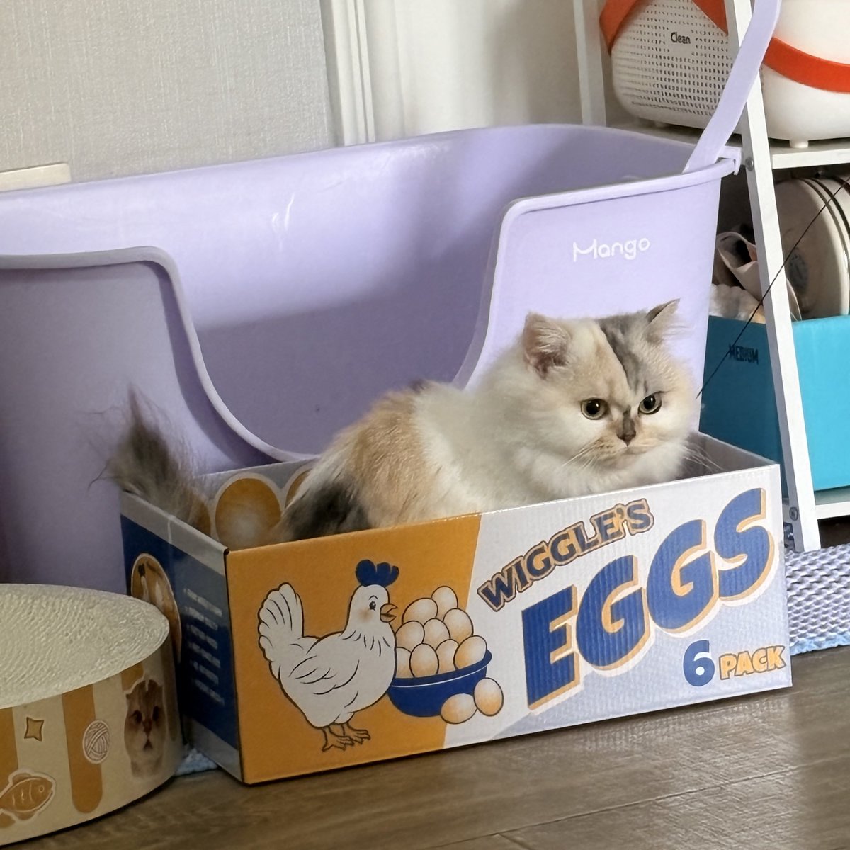 yutkiup's tweet photo. 养一只咪🐈真的是很幸福的事啊🥺 https://t.co/JkHxtOBEJX