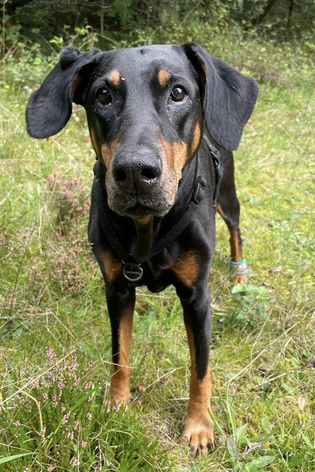 millypod1's tweet photo. 🆘20 SEPT 2026 #Lost BARBIE 12 YEARS #ScanMe
ELDERLY Doberman Female #STILLMISSING
In the fenced wooded area across the road to the Darwen Community Memorial Forest #Chapeltown #BL7 County #Bolton https://t.co/BRkTFqth7i https://t.co/licxzirfFI