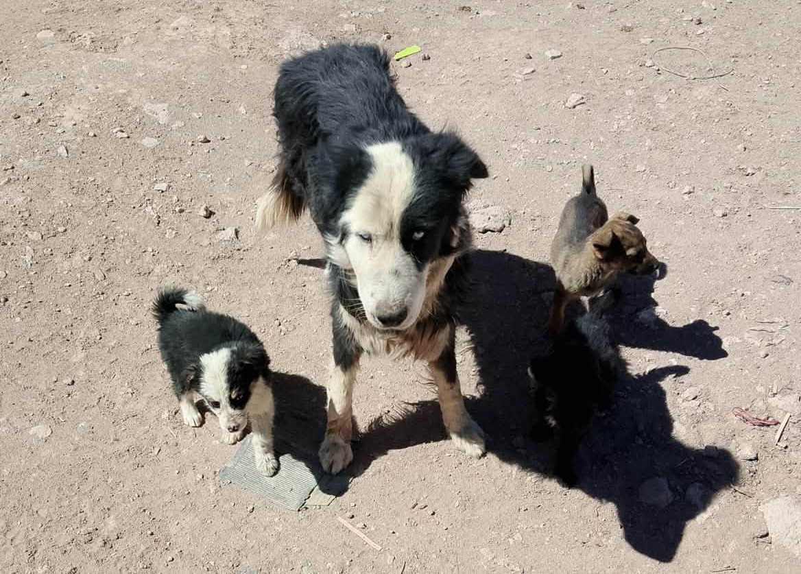 eltuitdemarsh's tweet photo. Esta mamita y sus 7 cachorritos necesitan ayuda, urgente, pues se encuentran abandonados en una toma. No tienen agua, no tienen alimento ni un lugar seguro donde refugiarse. Si puedes ayudar con un temporal o deseas adoptar, comunícate al +56962137827. Favor RT!
#Calama https://t.co/5s34OItd94