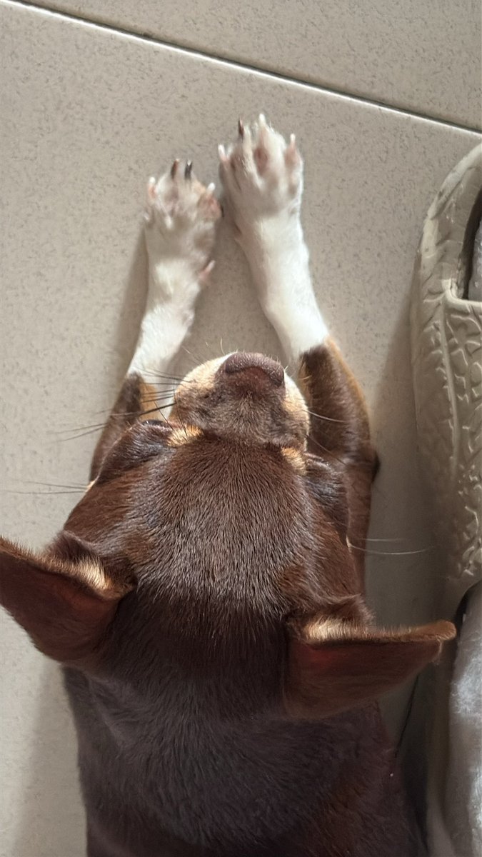 bubbleUnicornc's tweet photo. Gent olha uma das minhas dogs que prin https://t.co/X1zYoHpM9W