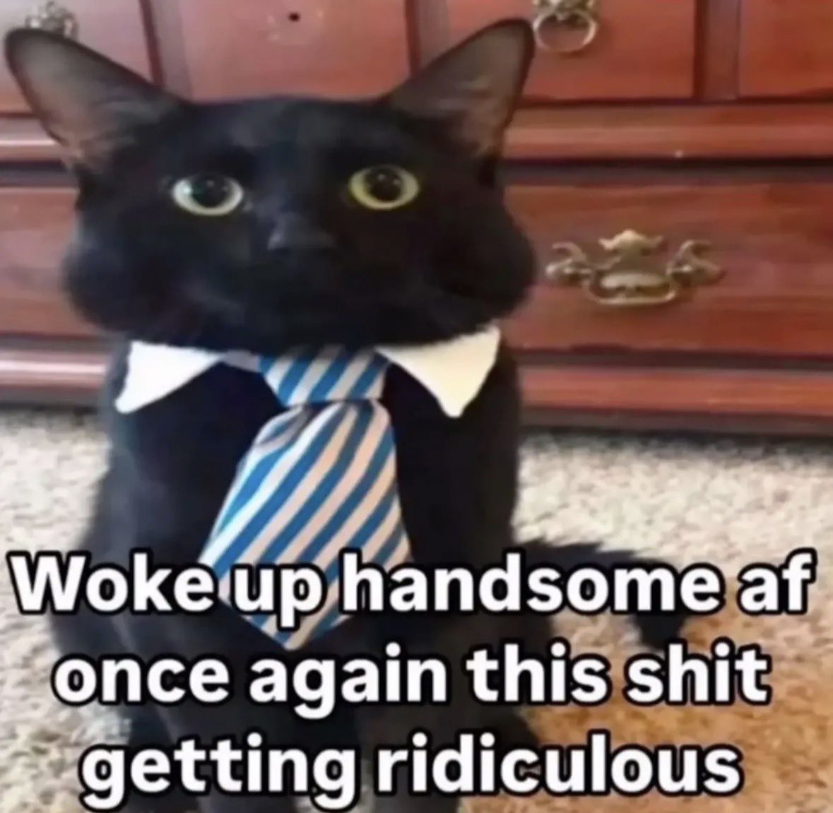 literallymecats's tweet photo. https://t.co/Net0gq91L4