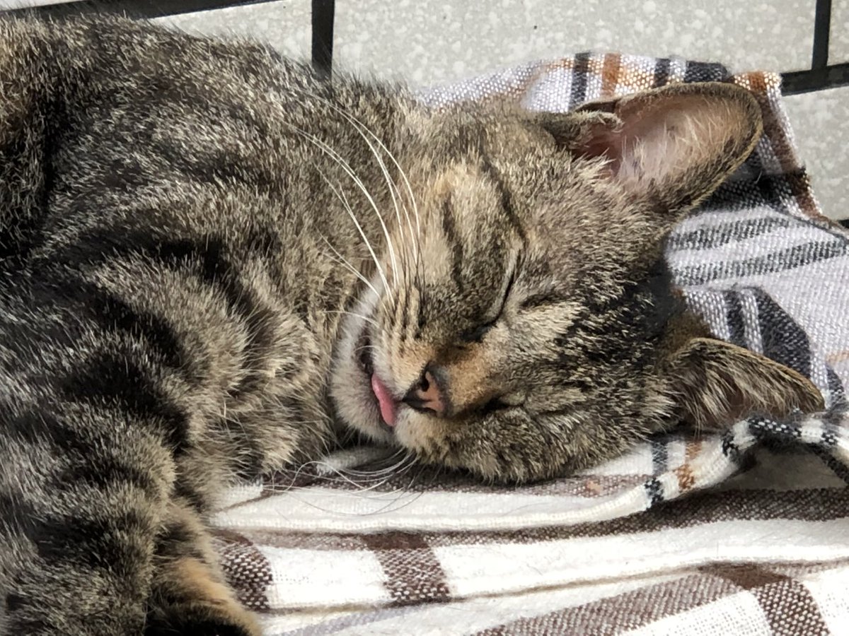 harune_log's tweet photo. スヤスヤお昼寝中なのに、舌が出っぱなし💤

気持ちよさそうに寝てるけど、舌しまい忘れとるよー

#猫 #ねこ #猫の寝顔 #舌しまい忘れ #キジトラ https://t.co/sIfrCsJt2q