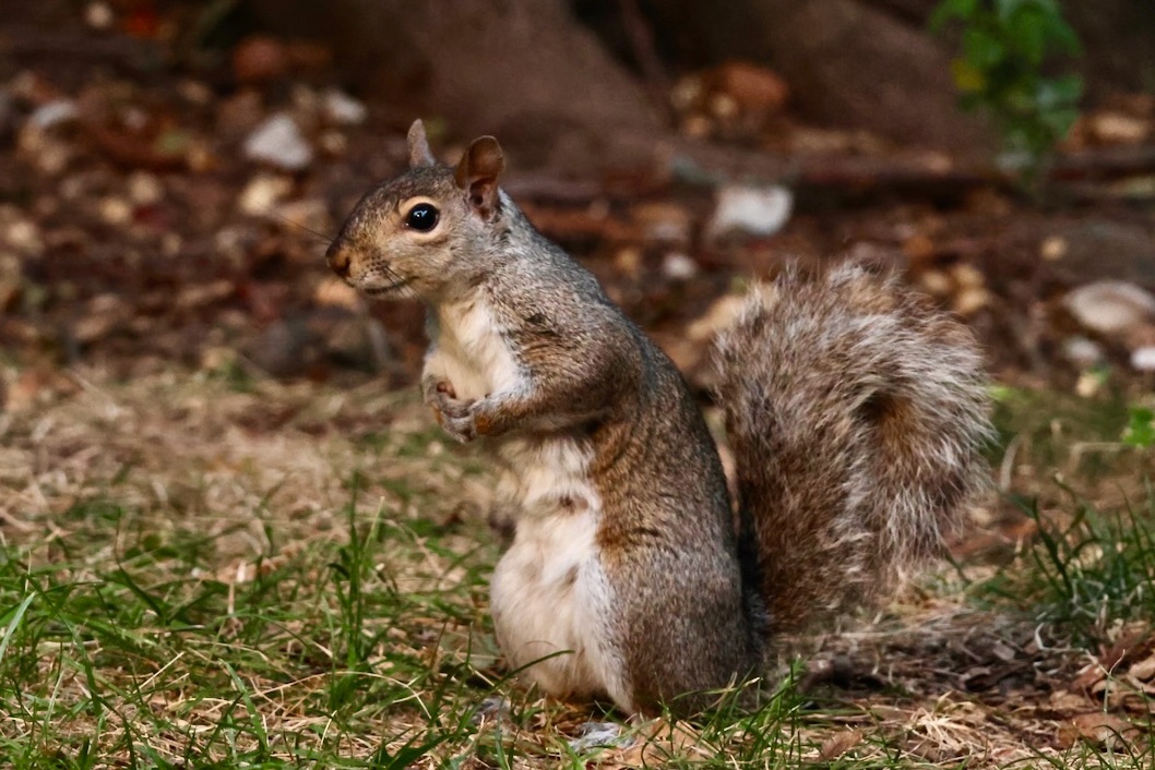 sciuridaely's tweet photo. It’s going to be a great week for nut gathering!
When the week starts on #Sciuridae, smile for new, nut-filled adventures await.
Every day is #Sciuridae!
#fightlikeasquirrel #SquirrelStrong 🐿️💪 #SaveGreySquirrelUK #SquirrelScrolling #squirrel #Eichhörnchen https://t.co/psBgGabepC