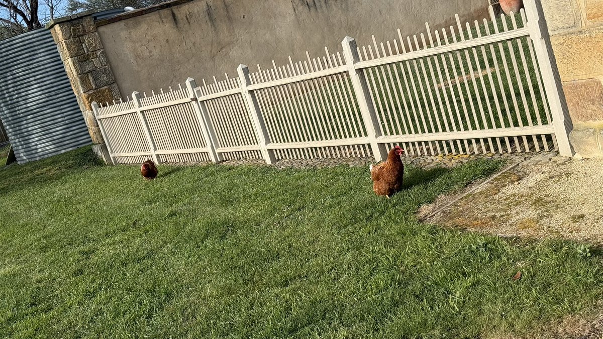wapple15's tweet photo. This morningโs #ChickenReport ๐ ๐ https://t.co/4Sf9DWXsC4