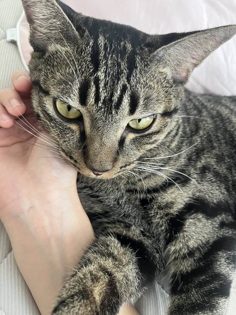 mattcha_08's tweet photo. 甘え猫🐈‍⬛ https://t.co/gxUPeX1Ca1