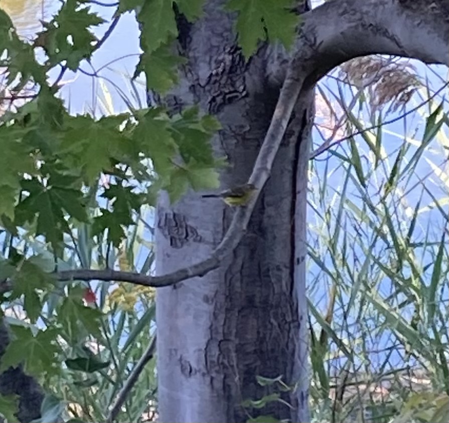 msbjacobs's tweet photo. #educatorsONtherun #RWRunStreak Day 2492 A wonderful 3 miles (5 km) late afternoon run to celebrate the first full day of fall. My reward was a close view of a heron and (I think) a yellow throated vireo. #RunEveryDay https://t.co/pl1130gflL