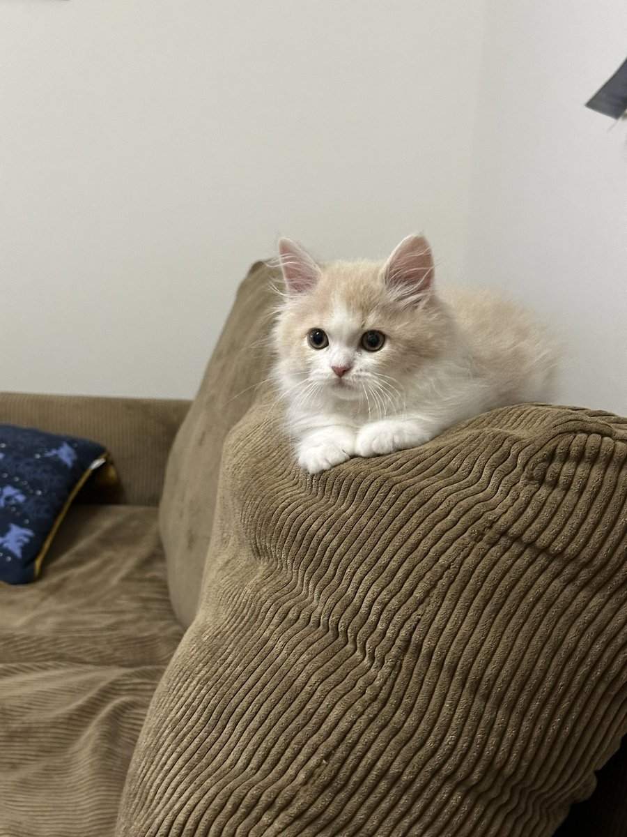 bokumirukun's tweet photo. ちょこん
#猫 https://t.co/x3hfE5CQmo