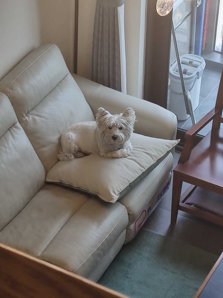 SynthiaBuedef's tweet photo. Mi perro me hace cada día más feliz con solo ladrarme cuando regreso a casa. El compaero perfecto siempre está a tu lado! https://t.co/mxQBu7YLS9
