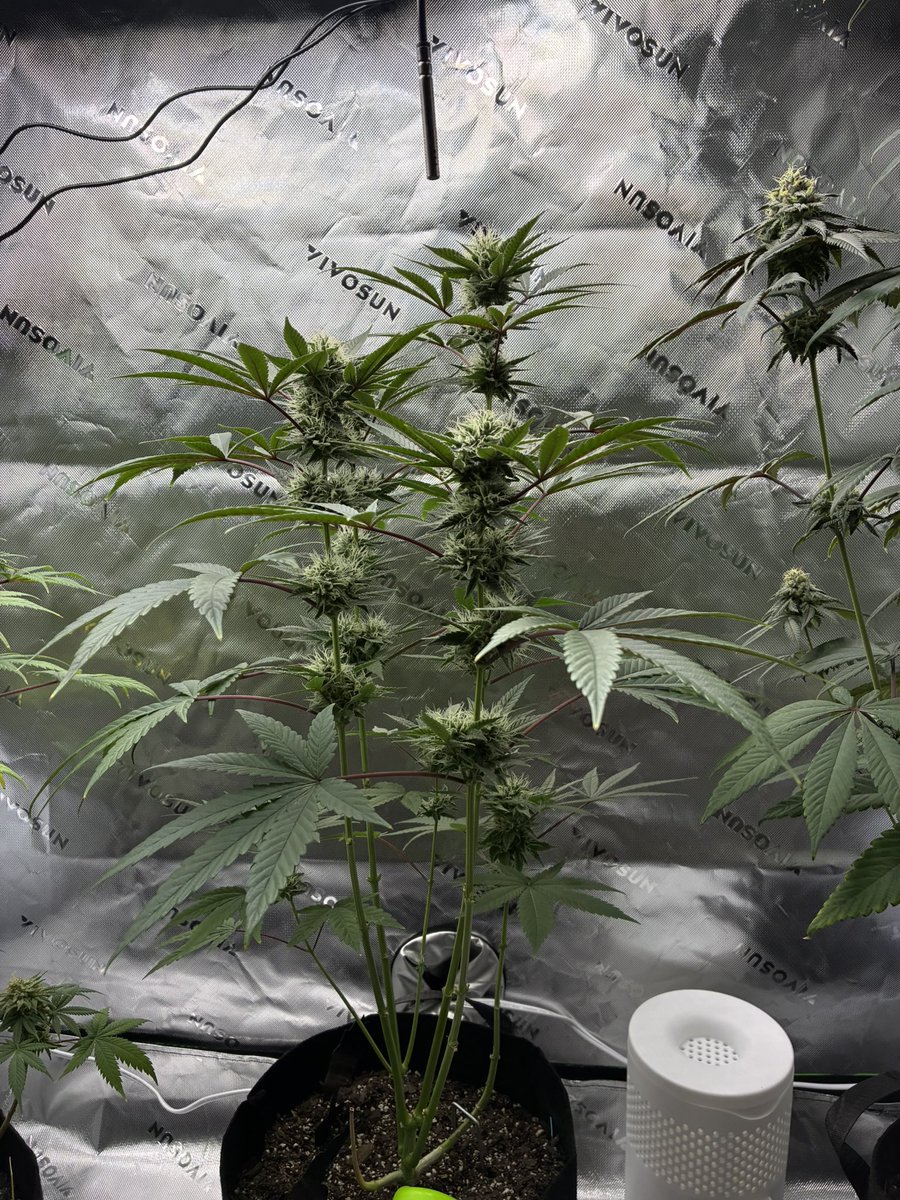 DivineArtistt's tweet photo. Day 44 flower on the beerus S1 😍. Praying &amp; getting thiccc 

@skunkdevilseeds https://t.co/s9NMs1dQkp