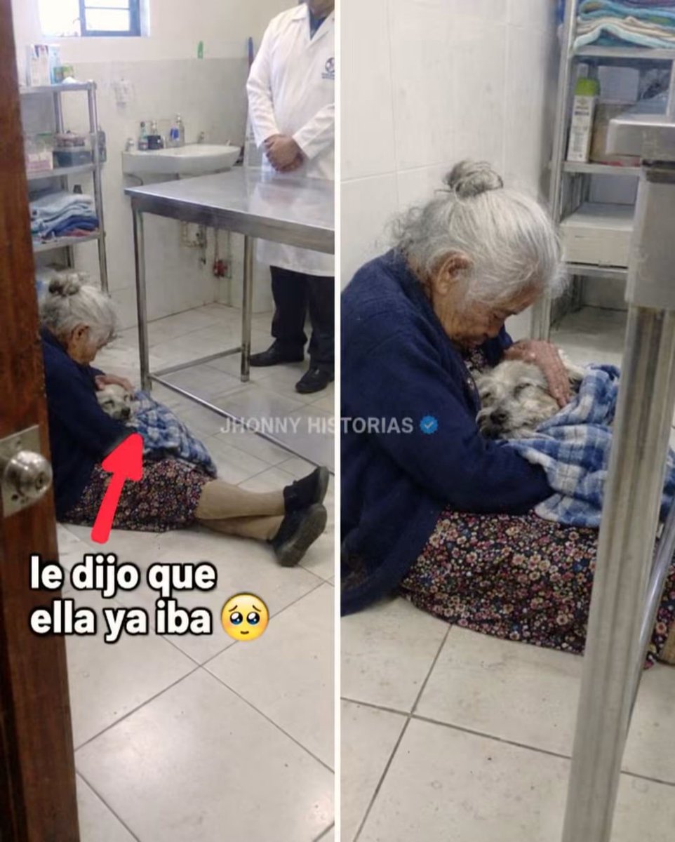 HtTrejo's tweet photo. <<Doña Rosalba tiene ochenta y ocho años y el Pelusa dieciséis. El viernes el veterinario le dijo que ya no había nada que hacer.

El Pelusa llegó el mismo mes que se le murió el esposo. Ella dice que fue él quien la sacó adelante esos primeros años, porque tenía que levantarse a darle comida aunque no quisiera.

Ya no veía, ya casi no caminaba. Los últimos días ella lo cargaba envuelto en su cobija azul de cuadros para todas partes.

En el consultorio, el veterinario le ofreció una silla. Ella dijo que no, que en el piso, como en la casa.

Se sentó en la baldosa fría, con las rodillas que ya no le sirven, recostada contra la pared. Lo puso en las piernas, con la cobija, y le acarició la cabeza un rato largo sin decir nada.

Después se agachó y le dijo bajito que se fuera tranquilo, mijo, que ella ya iba detrás.

El veterinario tuvo que salir un momento del consultorio.

En la casa dejó la cobija azul doblada al pie de la cama, y cuando le preguntan dice que no es para acordarse de él, que es para que él sepa dónde la tiene que esperar.>>

Crédito a:

#JhonnyHistorias #PerrosDeBarrio #HistoriasReales #AmorAnimal #Despedida.