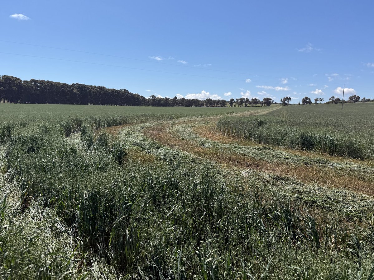 dklracing's tweet photo. And just like that time to put hay on the deck.  One day prior to last years effort.  #oaten #wheaten #kultarr #Dual https://t.co/qgJ9RsdswW