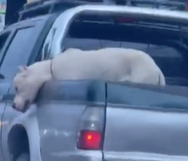 edithortizg's tweet photo. Actualización del Loc@ al volante, denunciado ante el Ministerio Público. 
Sólo con la Constitución lograremos conocer el estado del perro, aparentemente un dogo argentino. https://t.co/i3LJldjrk4