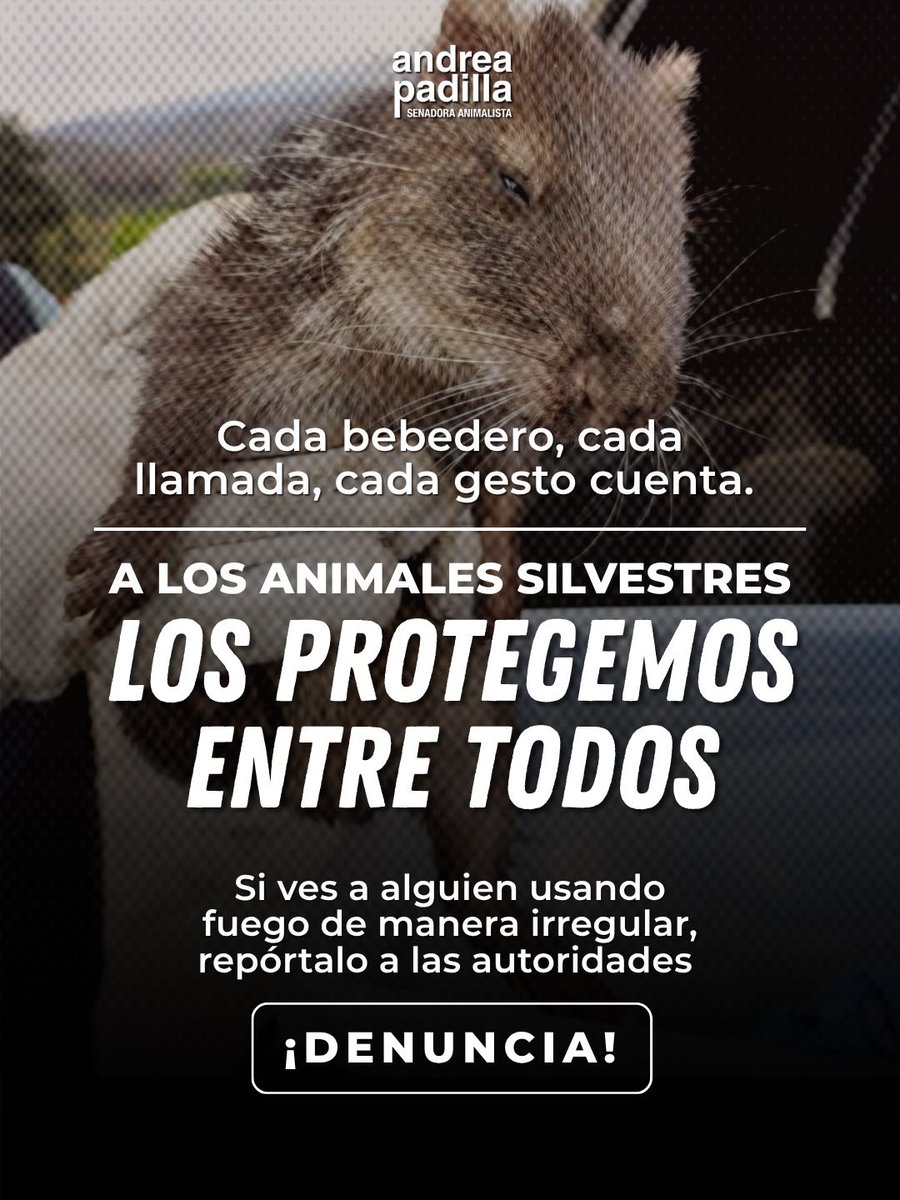 andreanimalidad's tweet photo. 🔥 Los incendios no dan tregua; los animales, como siempre, son sus principales víctimas 💔 ¿Qué hacer si ves a uno silvestre? 

@DNBomberosCol @UNGRD https://t.co/nfLRvsQLFX