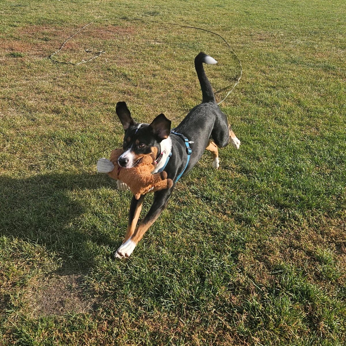 EdmontonHumane's tweet photo. Sweet and spunky Asura showed off her energetic side this morning on @globalnews with CEO @LizaSunley!

This two-year-old American Staffordshire terrier mix is fun, affectionate and full of joy! Could you be the perfect match for her? ❤️ 

Learn more: https://t.co/Jxnoqgi1ao https://t.co/s8qiCtpjEF