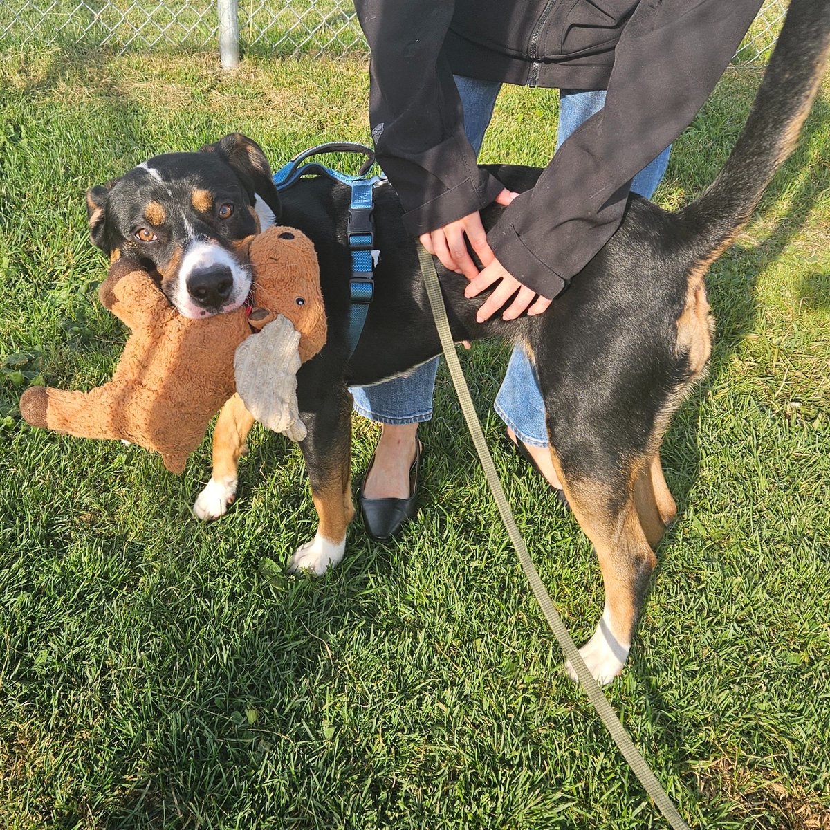 EdmontonHumane's tweet photo. Sweet and spunky Asura showed off her energetic side this morning on @globalnews with CEO @LizaSunley!

This two-year-old American Staffordshire terrier mix is fun, affectionate and full of joy! Could you be the perfect match for her? ❤️ 

Learn more: https://t.co/Jxnoqgi1ao https://t.co/s8qiCtpjEF
