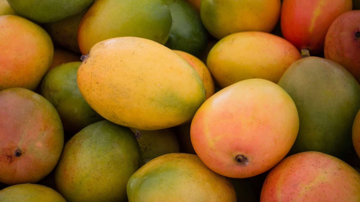 Unestruendo's tweet photo. Vuelve a tu vieja barriada
donde para tu memoria. 
Ves la casa de tu historia
qué está como dibujada

Regresa en la temporada
que está amarillo el mangal, 
y sobre el camino real
consigue un mango con fango
!porque en la Florida un mango
sin fango no sabe igual!
Juan Antonio Diaz https://t.co/JwNGYTPIQa
