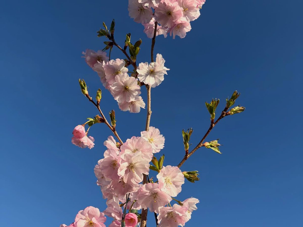duduloboSpa25's tweet photo. Spring has arrived. https://t.co/0UtTnuJM2D