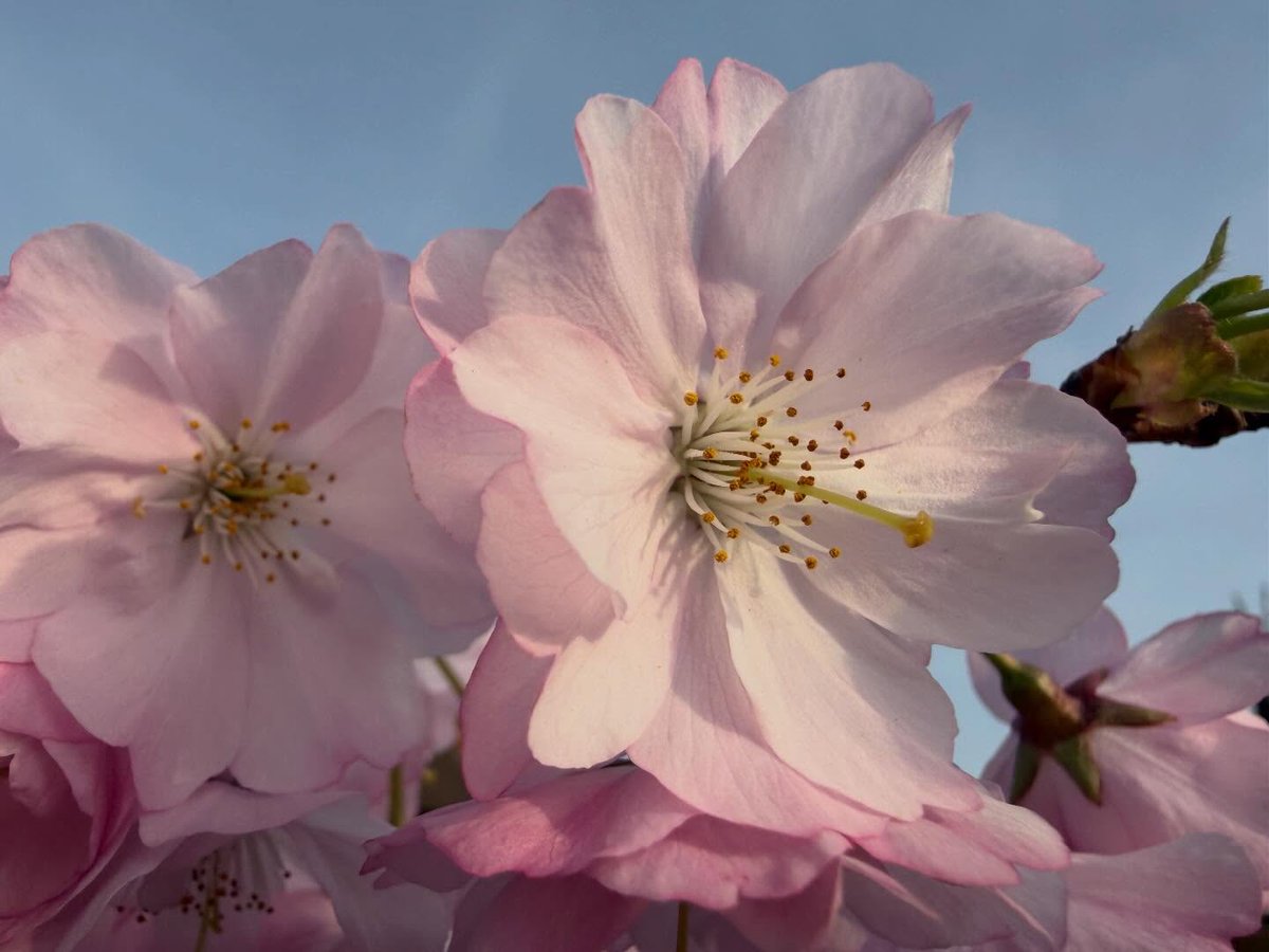 duduloboSpa25's tweet photo. Spring has arrived. https://t.co/0UtTnuJM2D
