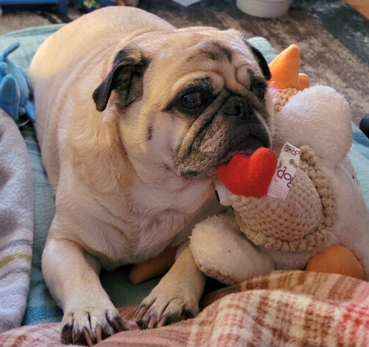 SarahPug12's tweet photo. Orange and his chicken ๐ ๐ฅฐ#BoyBoy #GoodBoy #LovesHisChicken https://t.co/2l4tuLki4e