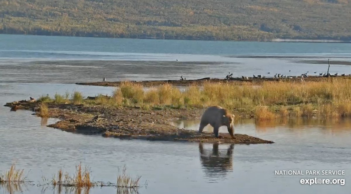 FatBearinu's tweet photo. Screenshots from the Katmai National Park Livecam 👀

#KatmaiNationalPark #FatBearWeek https://t.co/ABmVPmfi45