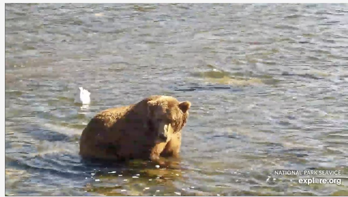 FatBearinu's tweet photo. Screenshots from the Katmai National Park Livecam 👀

#KatmaiNationalPark #FatBearWeek https://t.co/ABmVPmfi45
