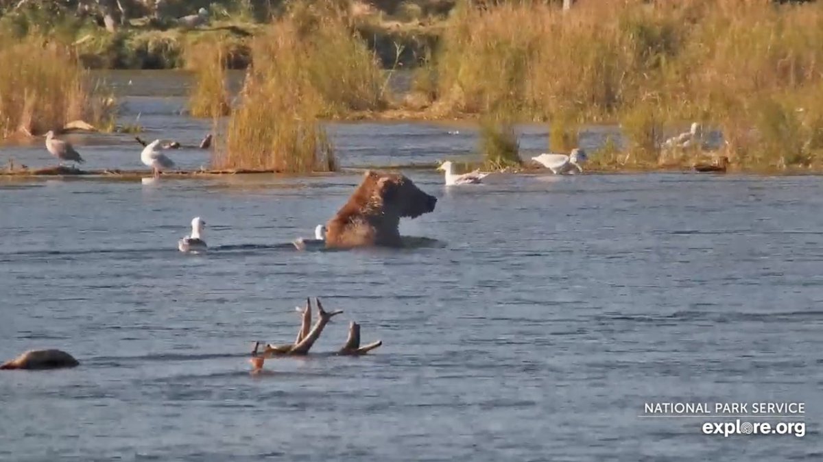 FatBearinu's tweet photo. Screenshots from the Katmai National Park Livecam 👀

#KatmaiNationalPark #FatBearWeek https://t.co/ABmVPmfi45
