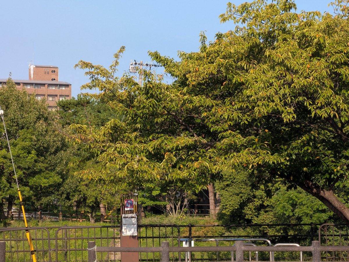rintarou930's tweet photo. 2026/09/24の #京都 #高野川 越しに見える #下鴨神社 参道入口付近 https://t.co/YwRI3uqTlC