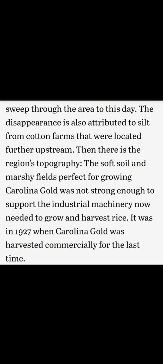 trialbyfire9710's tweet photo. Carolina gold is AMERICAN.
🤣🤣 https://t.co/H4tv6IQ6mY