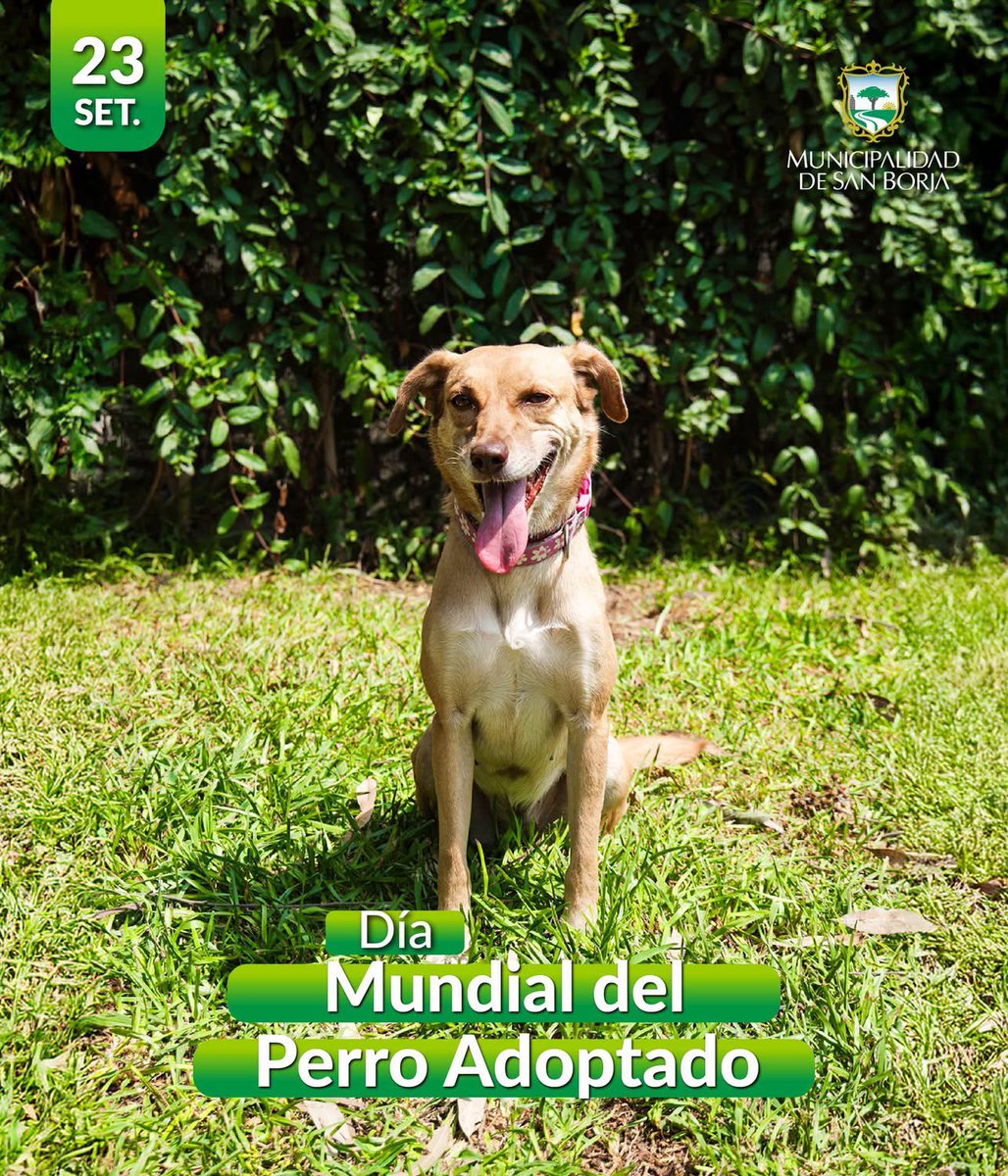 MunideSanBorja's tweet photo. 🐶❤️ Hoy conmemoramos el Día Mundial del Perro Adoptado, una fecha que nos invita a reflexionar sobre la importancia de brindar a cada mascota una vida con cuidado, protección y bienestar. https://t.co/PJPxohH7Zn