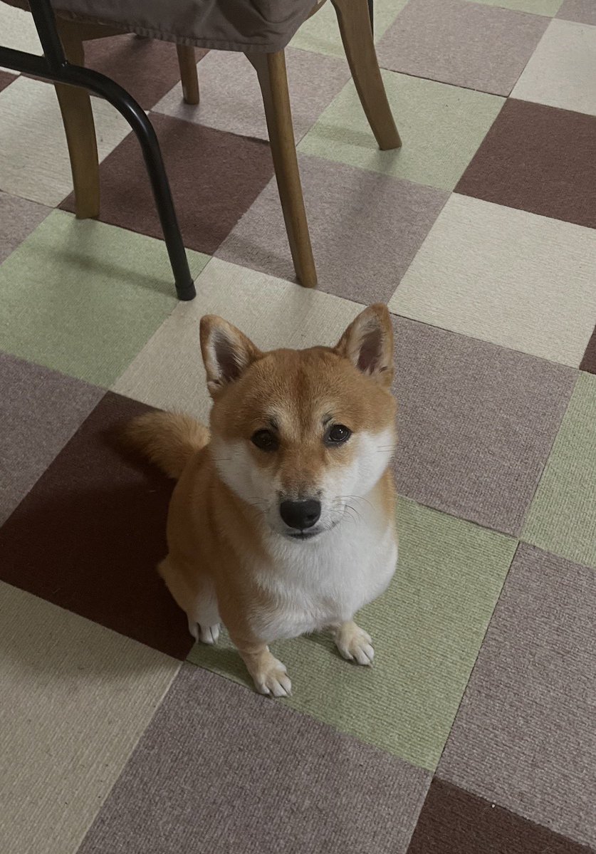 RinMame2's tweet photo. ご飯ちゃんと食べたんだから
おやつちょうだいよアピール

#柴犬のいる幸せ
#豆柴 https://t.co/P6OVMigSUL