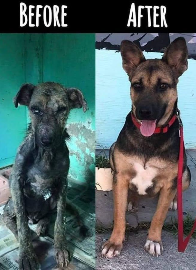 TweeetsOfDogs's tweet photo. Incredible transformation 😍 https://t.co/iJ6q9poVJj
