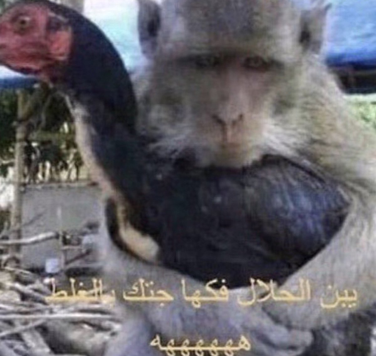 byrrrenad's tweet photo. اهخخخ https://t.co/wunIWgNe1Y