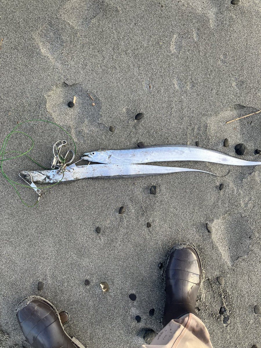 Anglerkaz's tweet photo. 久しぶりのサーフは太刀魚が2匹🐟
あたりは沢山あるけどバラしまくり笑 https://t.co/FtULza5ARF