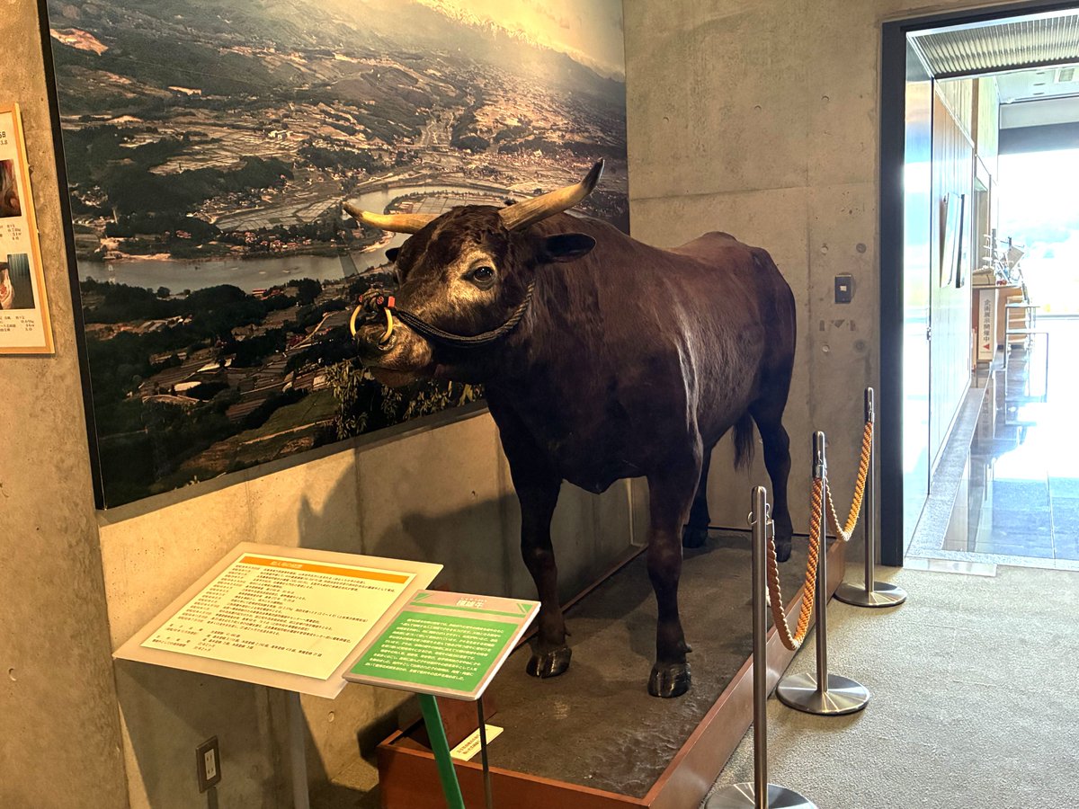 lipidomelab's tweet photo. 【社員の毎日】
連休中は岩手県へ🚗💨全国の白龍の神子の皆さまより一足お先に平泉の夢を見てまいりました。なかなかの斜面で中尊寺金色堂へたどり着く頃には脚がガクガクでした。次は泰衡蓮が咲いている時期に行きたいです🪷絶対行くと決めていた牛の博物館も素晴らしかったです🐂(佐) https://t.co/cOdEpA300g