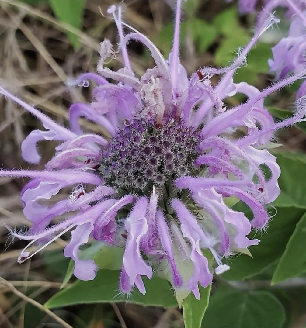 mshafqat72's tweet photo. Discover Wild Bergamot (Monarda fistulosa), also known as bee balm. This gorgeous native perennial features charming lavender-pink pom-pom flowers and fragrant, mint-scented foliage. 🐝💜🌿
#WildBergamot #BeeBalm #MonardaFistulosa #NativePlants #PollinatorGarden #Wildflowers https://t.co/olM8iEjjBB