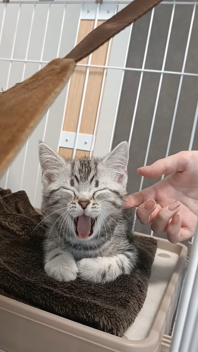 pino_notes's tweet photo. 小さい頃の写真！
あごなでなでが大好きなのは変わらないね☺️
#猫のいる暮らし
#猫好きさんと繋がりたい https://t.co/y3z5nnz7g2