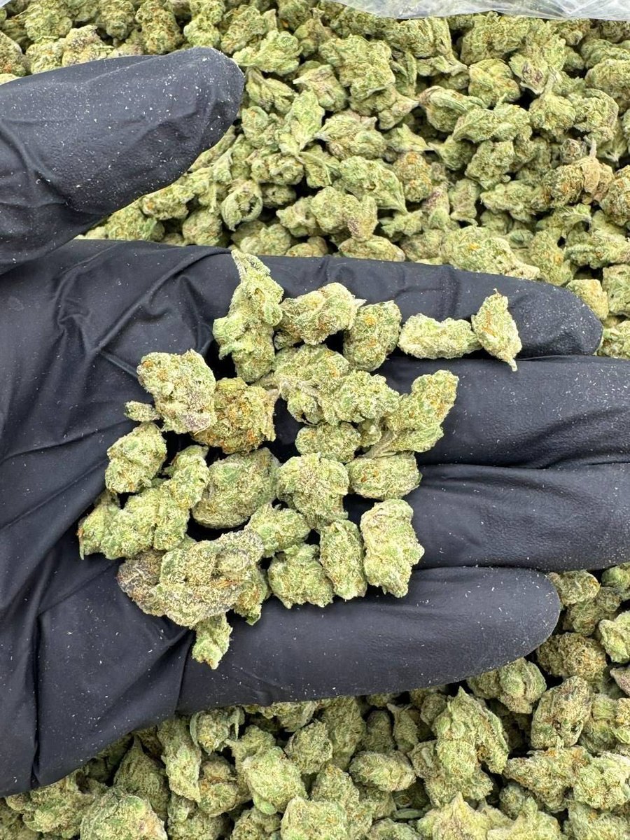 satxplug06's tweet photo. DM to shop have real carts too 🔥
#dfwplug #dallasplug #fortworthplug #SaginawTexas #FortWorth420 #Fortworthbars #fortworthfood #DallasCowboys #dallasmeetups #dallasfreakz #fortworthmeetups #FortWorthLinks #dallaslinks #texas420 #texasweed #texasgas #texasbud #texasplugs https://t.co/pnouvWMkzK